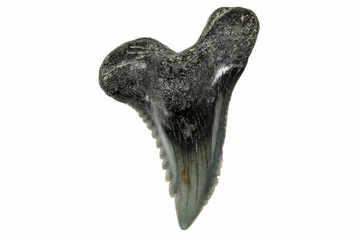 Snaggletooth Shark (Hemipristis) Tooth - South Carolina #359092
